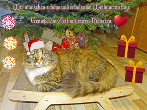 katzen-artige Weihnachtswünsche..