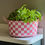 Thumbnail: Checked Enamel Planter - Pink
