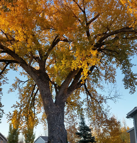 Tree in the fall 2.jpg