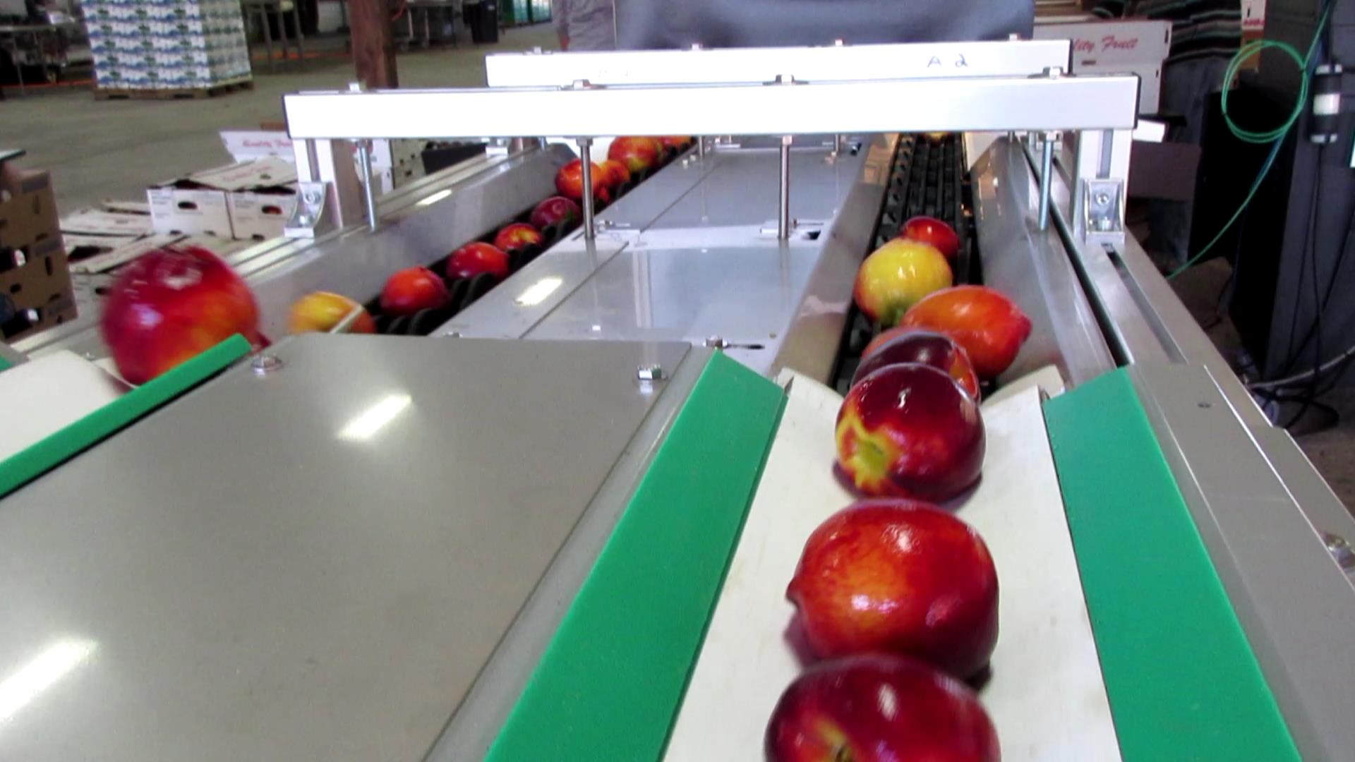 Fruit Sorting Machine | Katy | Insight Sorters LLC