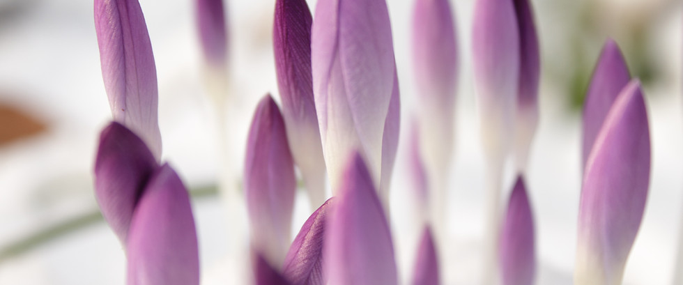 Purple Buds