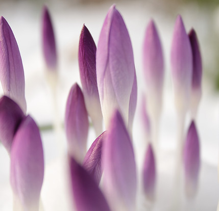 Purple Buds