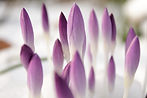 Botões de Crocus Roxos