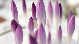 Purple Buds