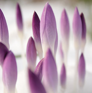 Purple Buds