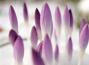 Purple Crocus Buds
