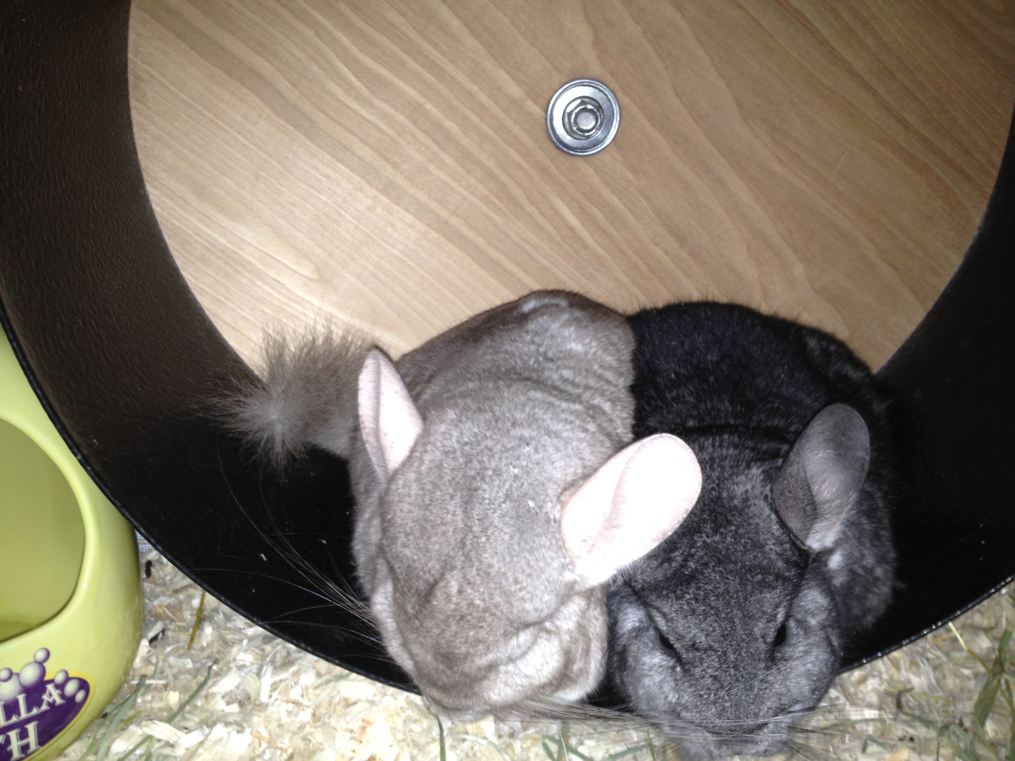 chins bonded