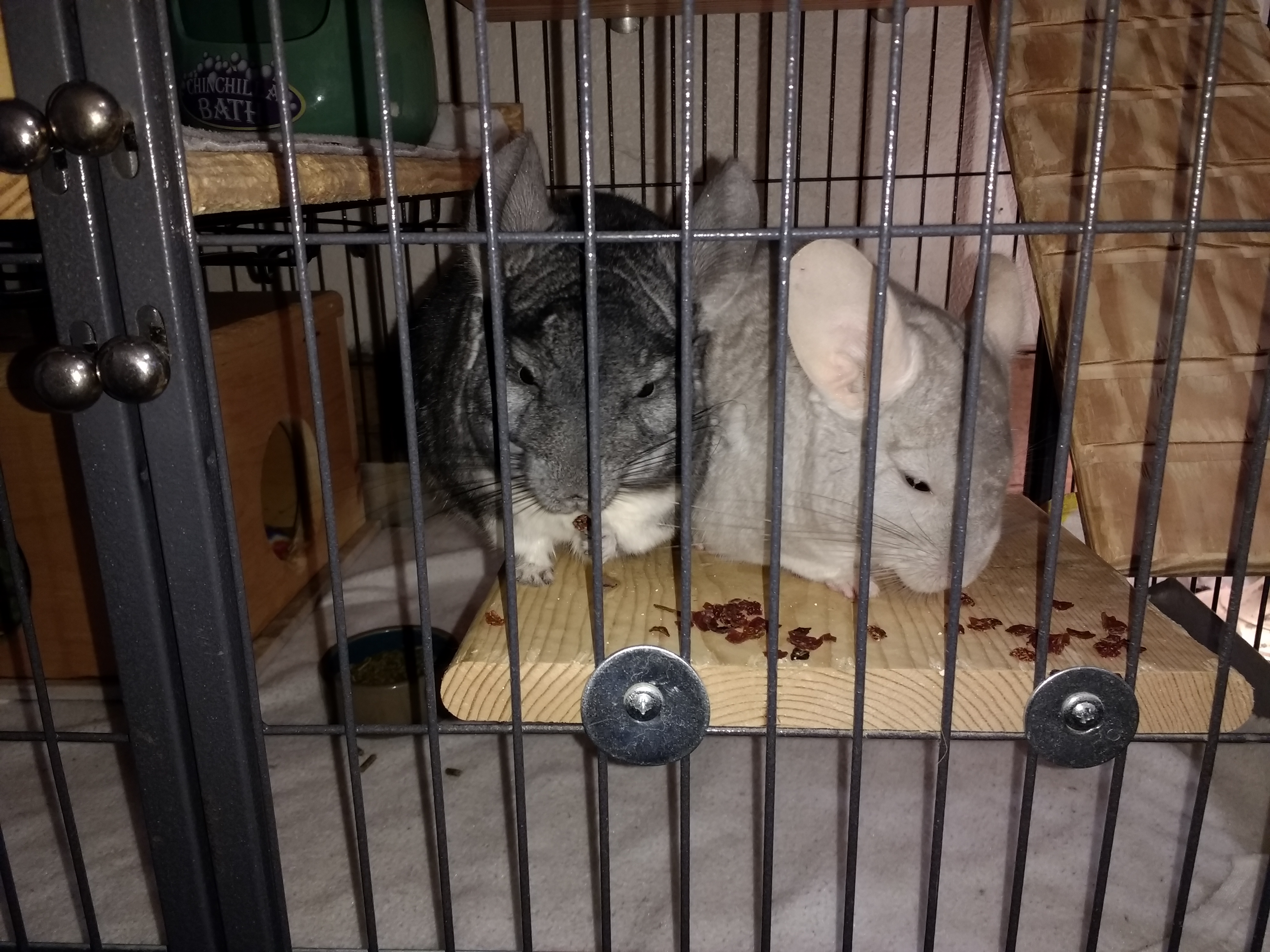 chins adopt Mama and Provo pair