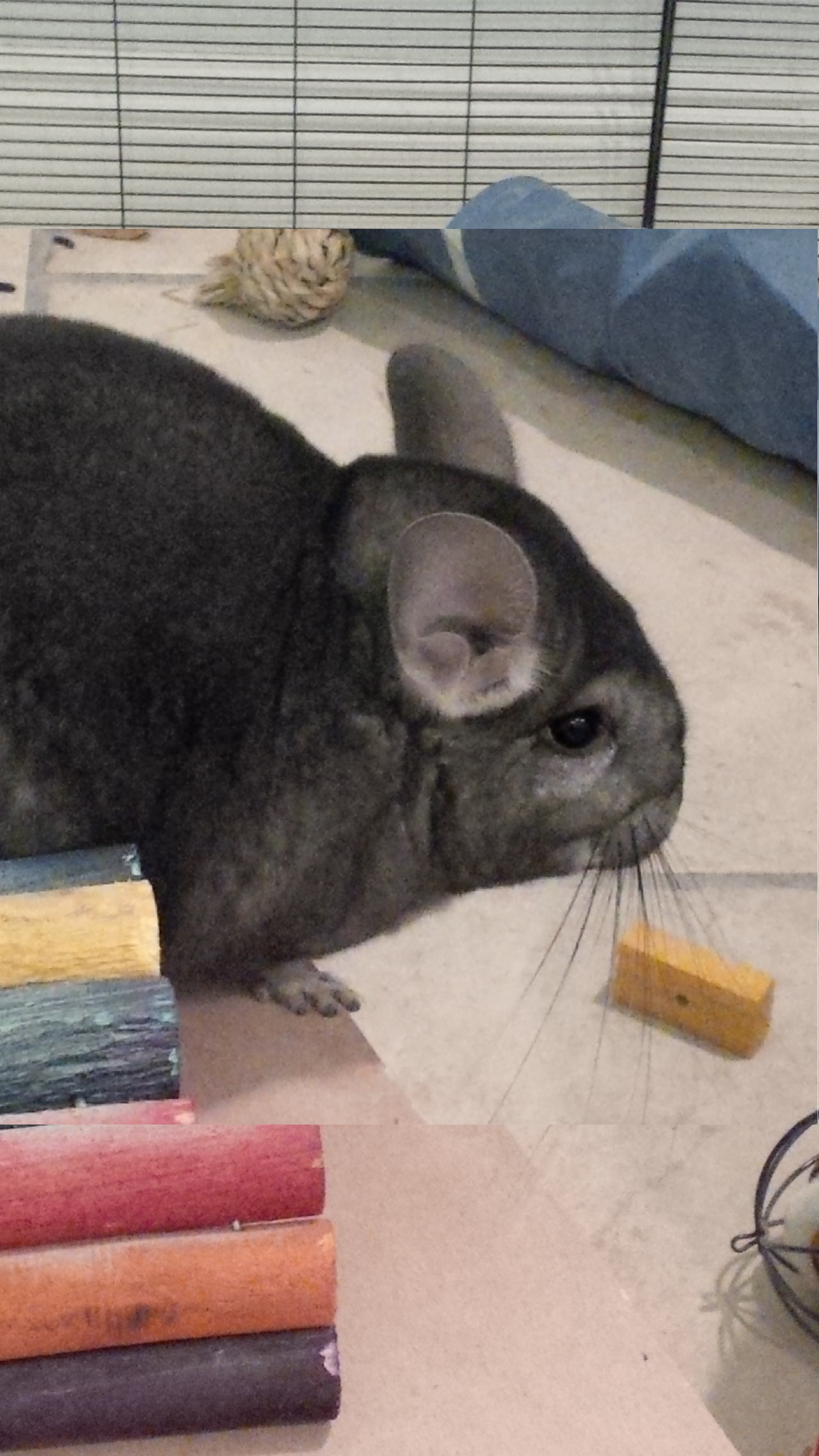 Yoda