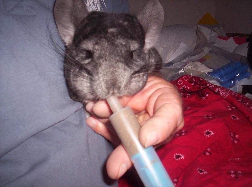 chins Critical Care feeding