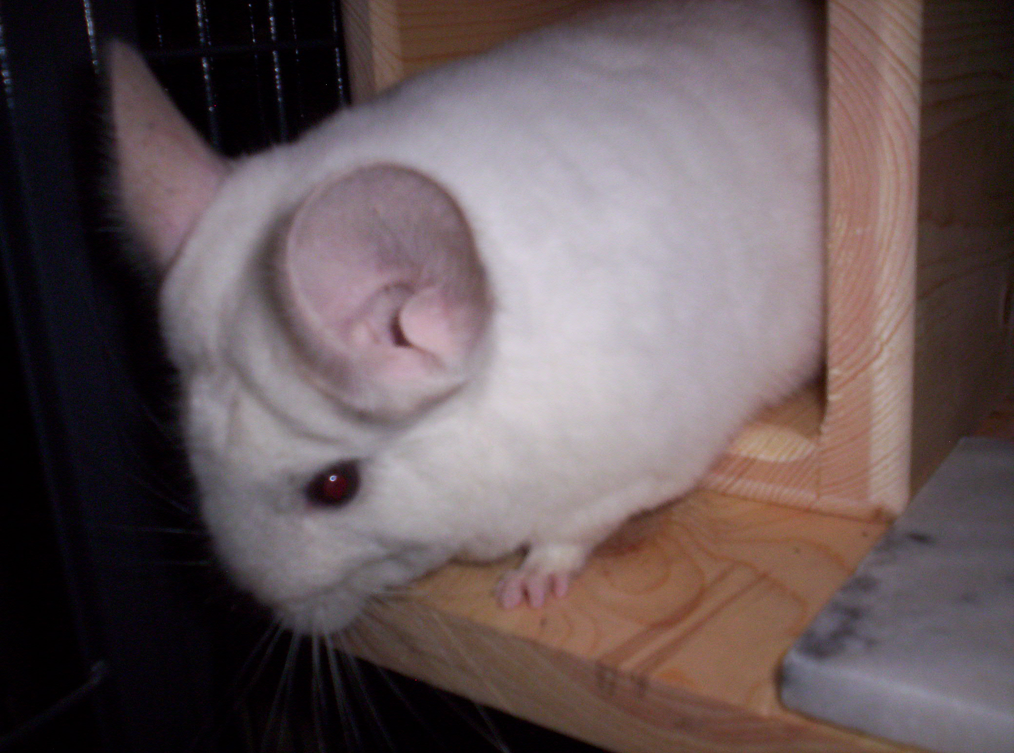 chin big white