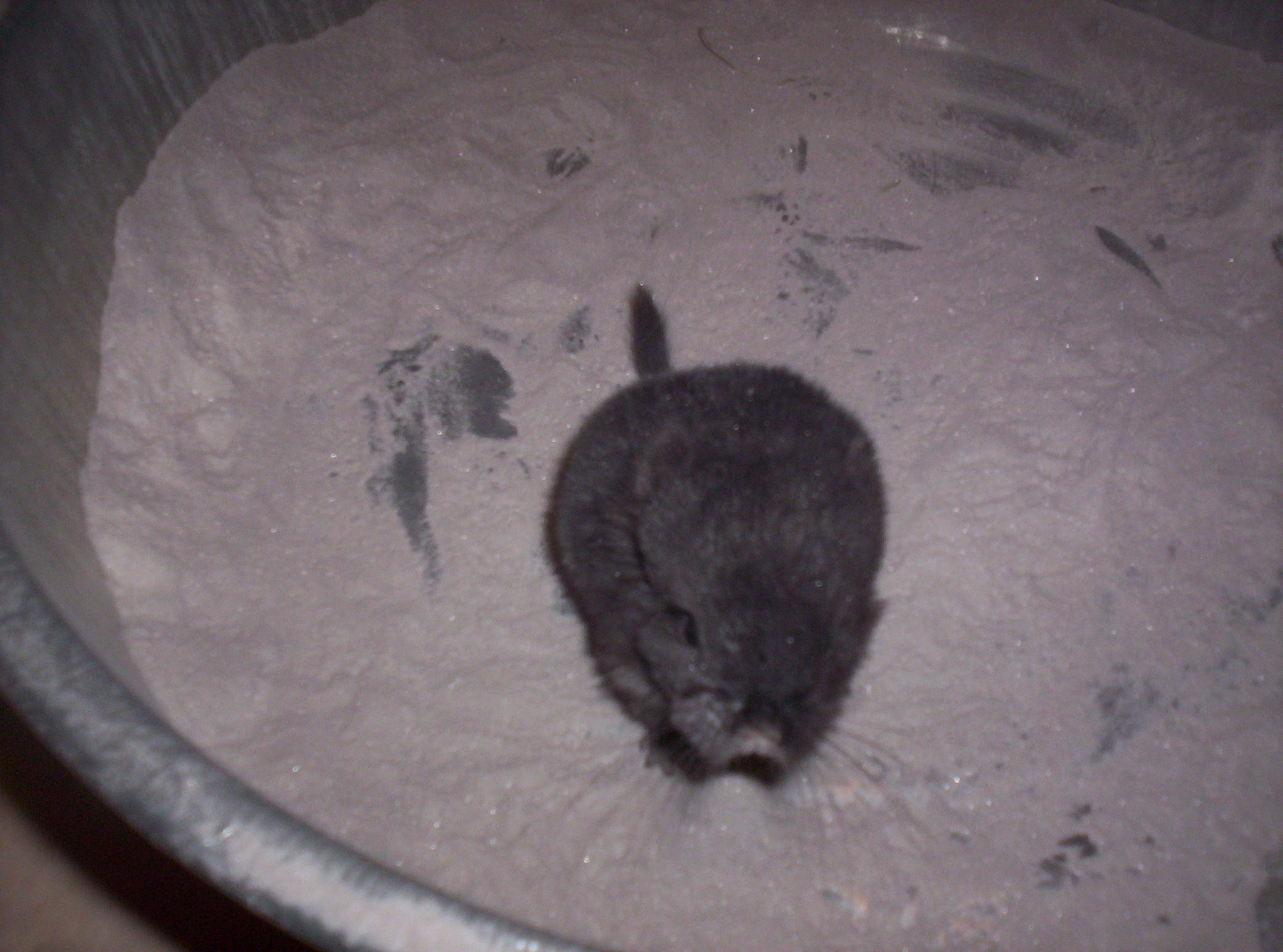 chin kit first bath