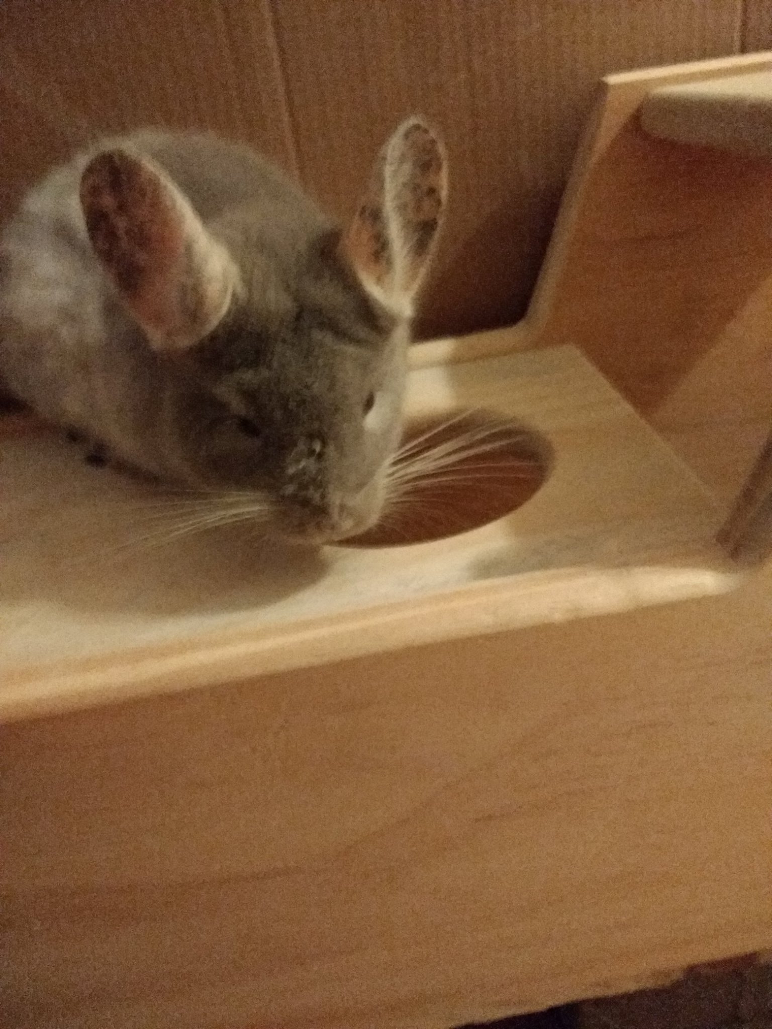 chins adopt Buster