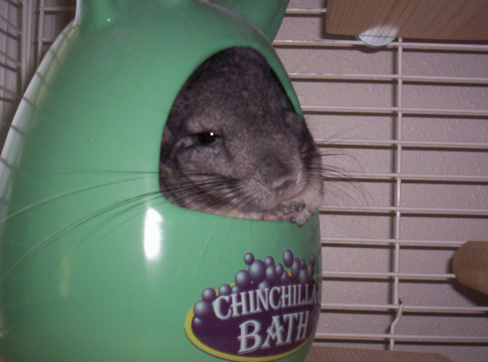 chin sleepy Rocky
