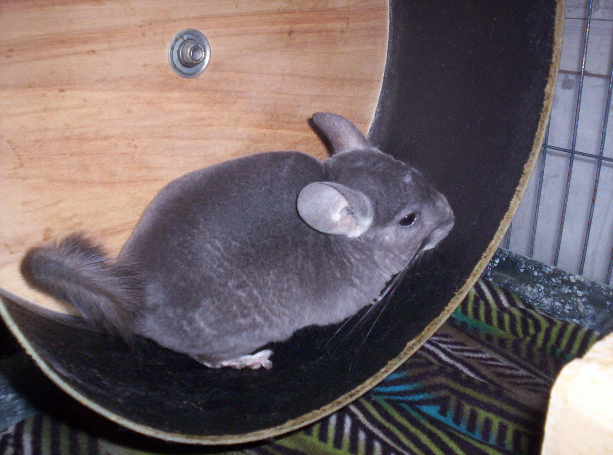 Vivie