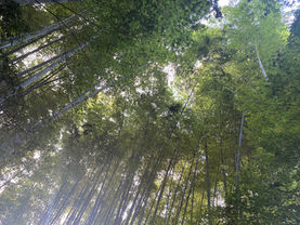 京都・高台寺の竹林。中医学の「天人合一」を感じた夏の風景