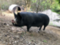 fullsizeoutput_59fc.jpeg