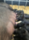 IMG_9295.jpeg