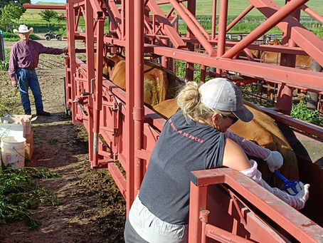 What it really costs to AI cows on a large-scale ranch (and why we still do it)