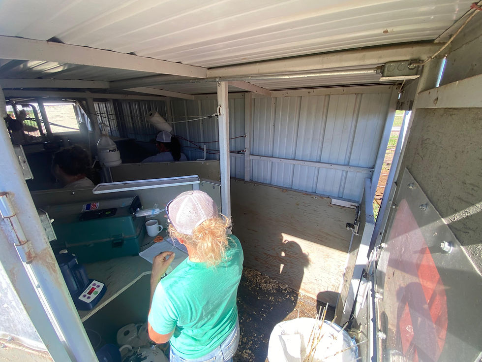 A woman's back as she organizes AI tools in an enclosed building (a type of barn)