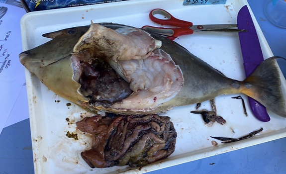 Screen Shot 2022-01-24 at 10.56.27 AM.png