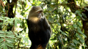 Are there Snakes on Kilimanjaro and are Safaris dangerous?