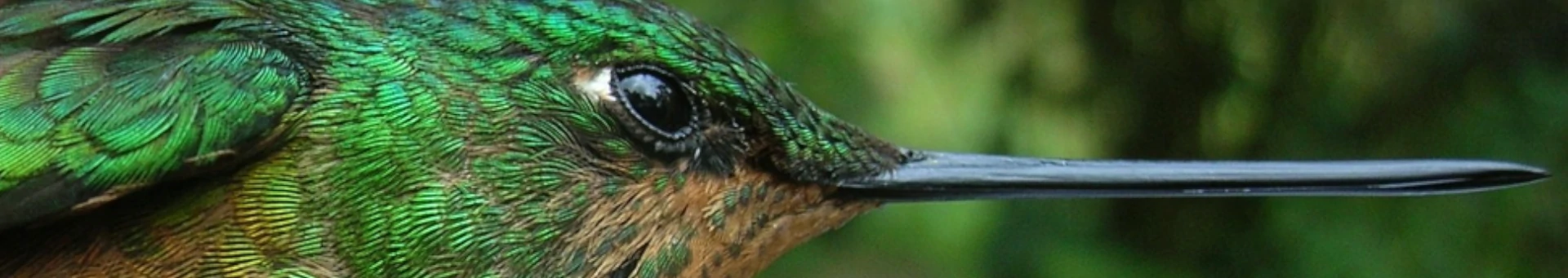 aves-chicaque