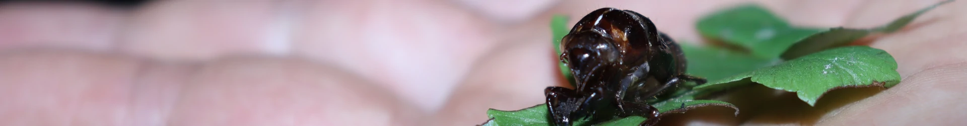 Fauna-insectos-chicaque2
