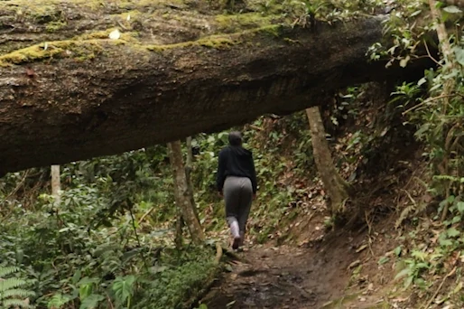 bosque-de-robles-chicaque.webp