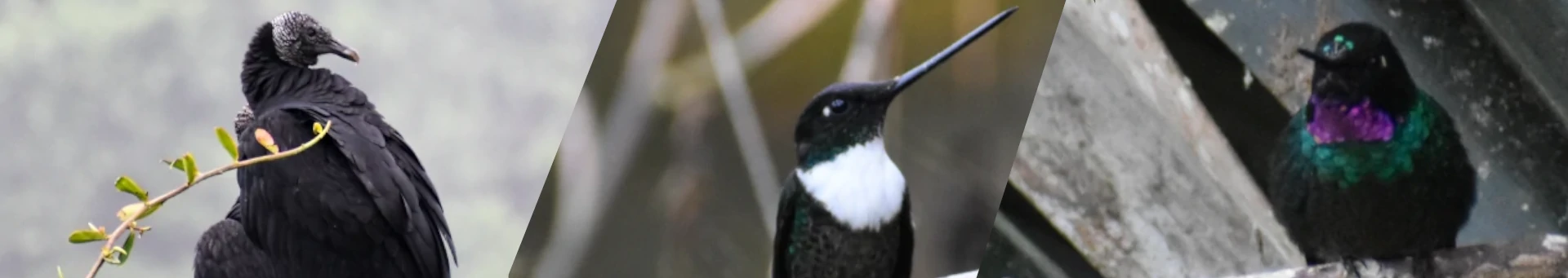 aves-chicaque1