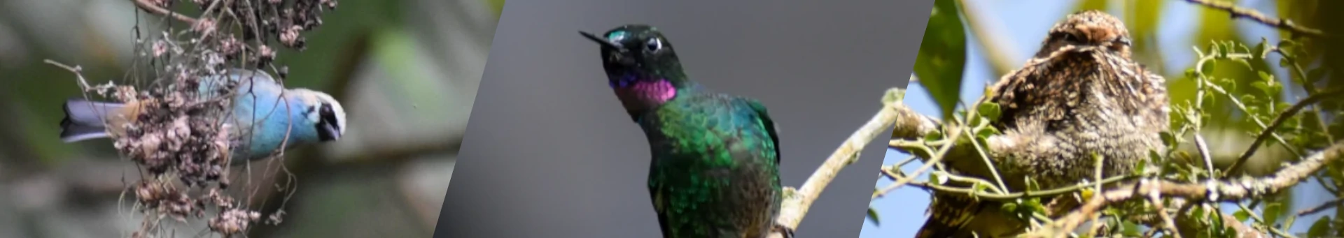 aves-chicaque2
