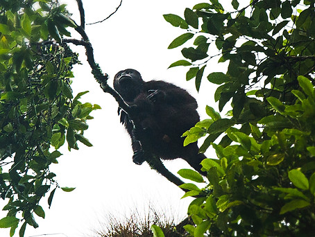 Howler monkey