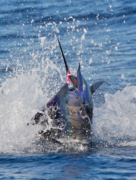 Sailfishing in Guatemala's Pacific