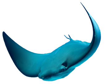 Stingray swimming transparent