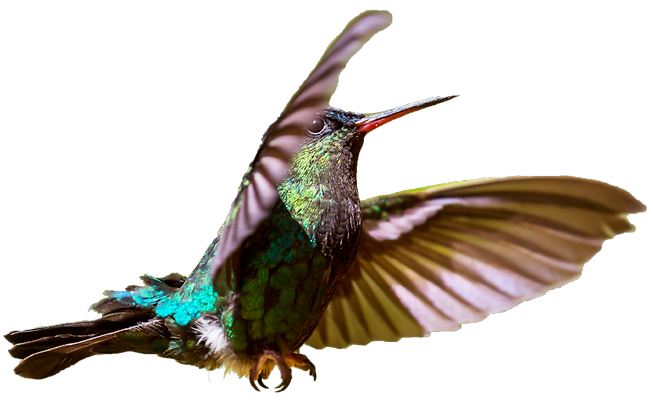 Humming bird transparent