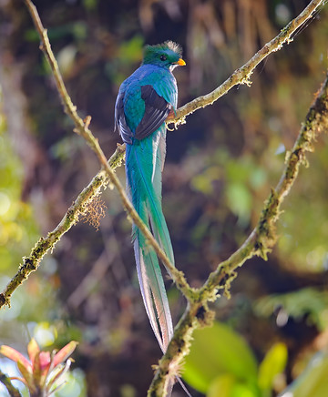 Quetzal - Guatemala Bird