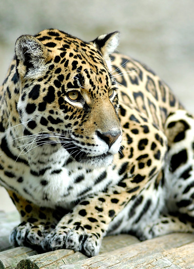 Jaguar