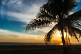 Monterrico Palm tree