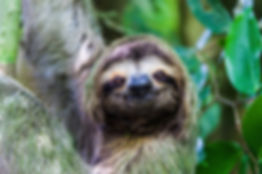 Costa Rica Sloth small.jpeg