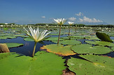 Monterrico Mangrove