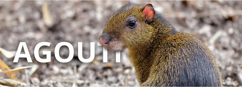Agouti