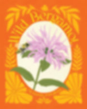 Wild Bergamot Print