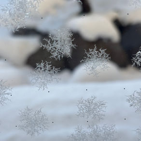 雪が降りました❄︎