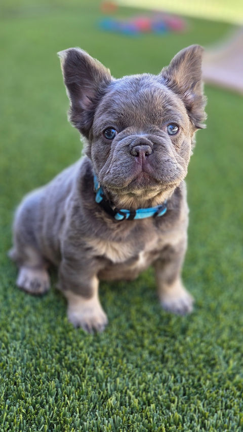 AKC French Bulldog puppy with exotic Lilac with Tan Points color from Four Peaks French Bulldogs in Scottsdale, AZ