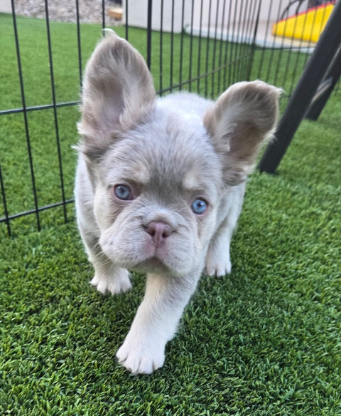 AKC French Bulldog puppy with exotic New Shade Isabella color from Four Peaks French Bulldogs in Scottsdale, AZ