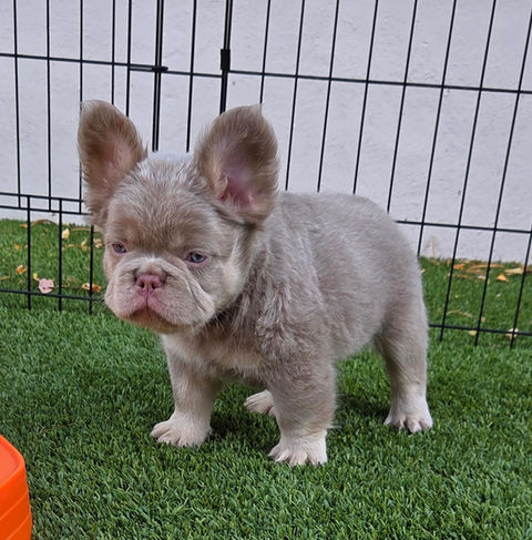 AKC French Bulldog puppy with exotic New Shade Isabella color from Four Peaks French Bulldogs in Scottsdale, AZ