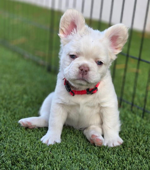 AKC French Bulldog puppy with exotic Lilac Platinum color from Four Peaks French Bulldogs in Scottsdale, AZ