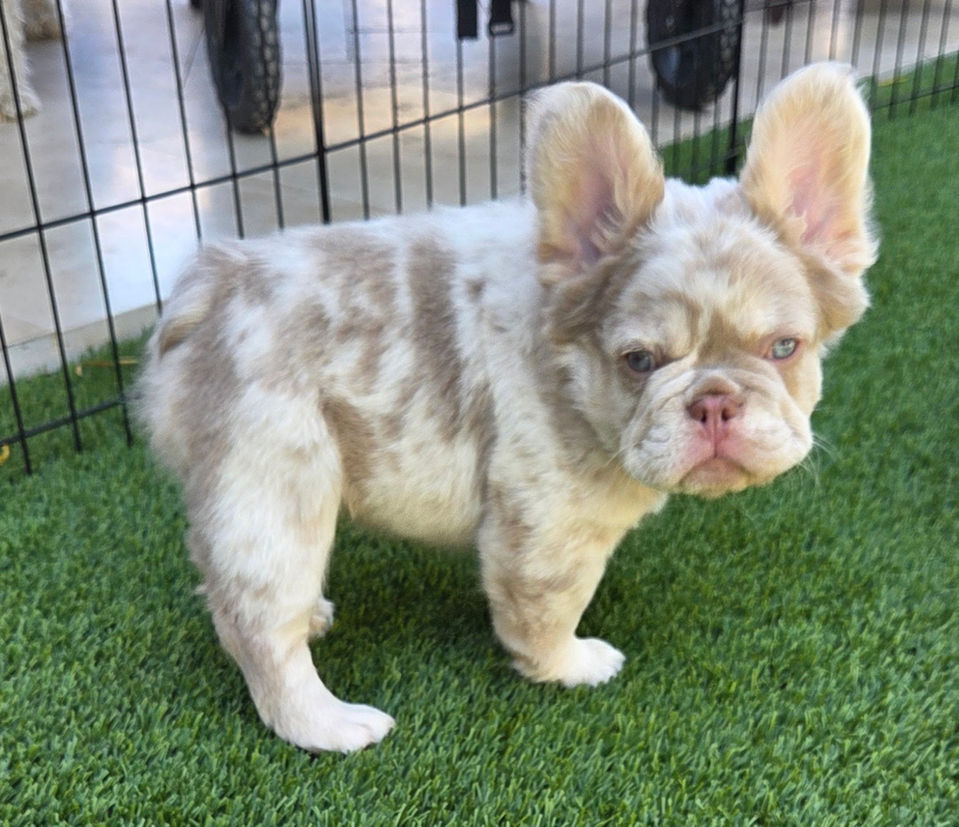 AKC French Bulldog puppy with exotic New Shade Isabella Merle color from Four Peaks French Bulldogs in Scottsdale, AZ