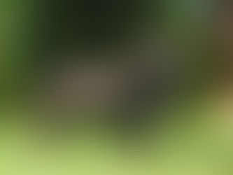 Cuidados del Bulldog Francés