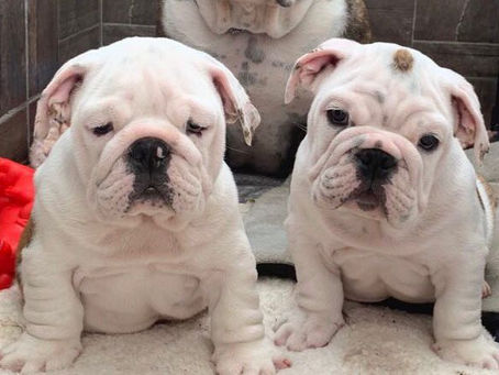 El Bulldog cachorro y adulto saludable
